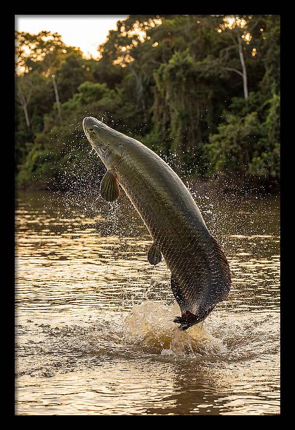 Majestic Arapaima In Motion