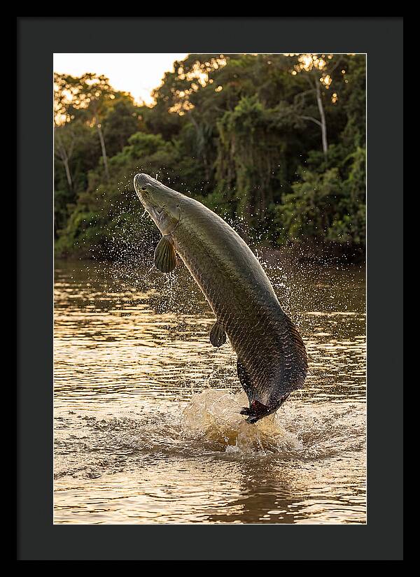 Majestic Arapaima In Motion