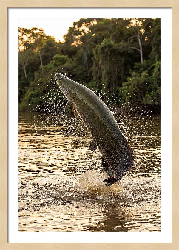 Majestic Arapaima In Motion