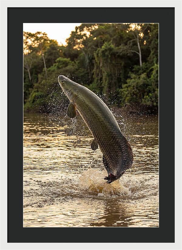 Majestic Arapaima In Motion