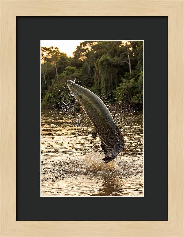 Majestic Arapaima In Motion