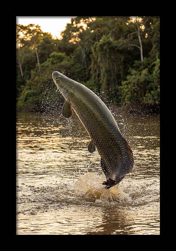 Majestic Arapaima In Motion