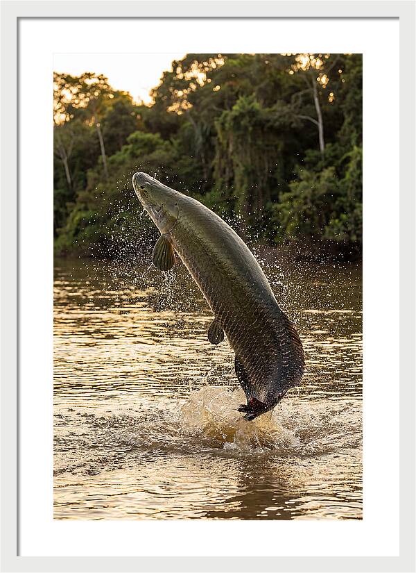 Majestic Arapaima In Motion
