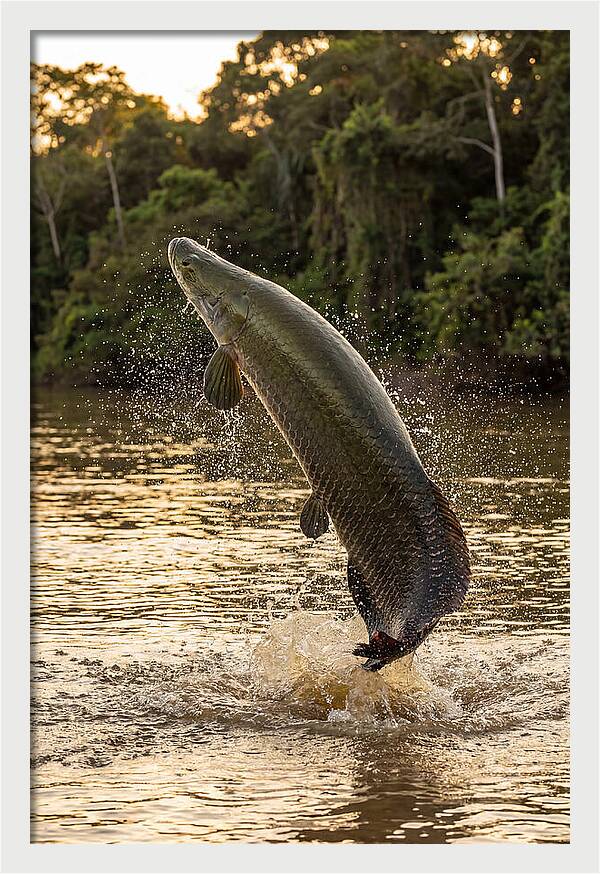 Majestic Arapaima In Motion