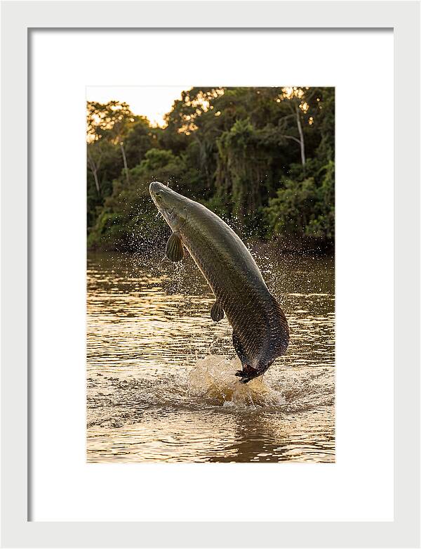 Majestic Arapaima In Motion