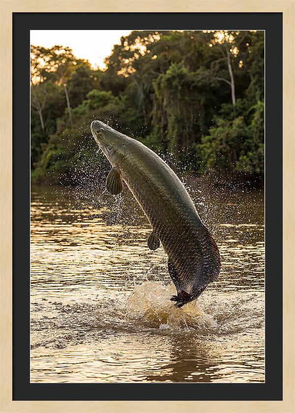 Majestic Arapaima In Motion