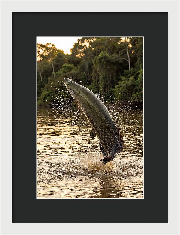 Majestic Arapaima In Motion