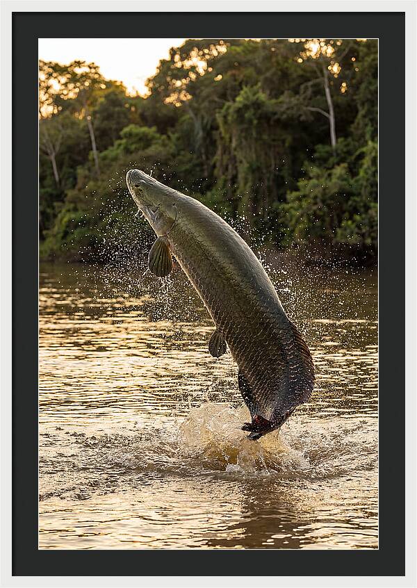 Majestic Arapaima In Motion
