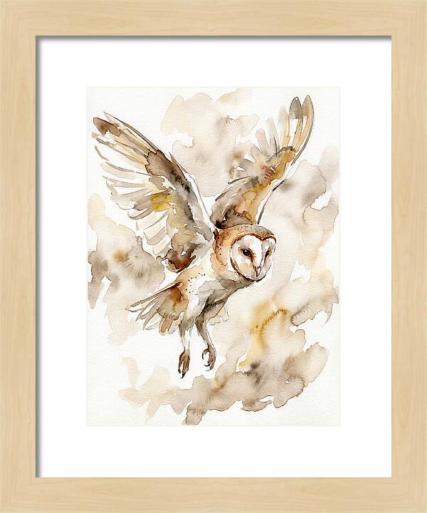 Majestic Barn Owl Soaring