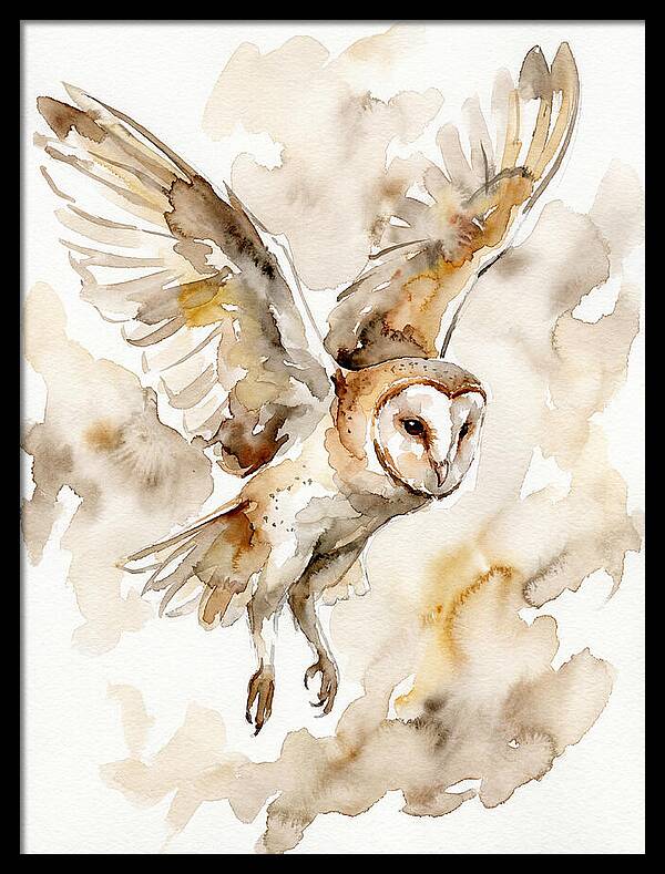 Majestic Barn Owl Soaring
