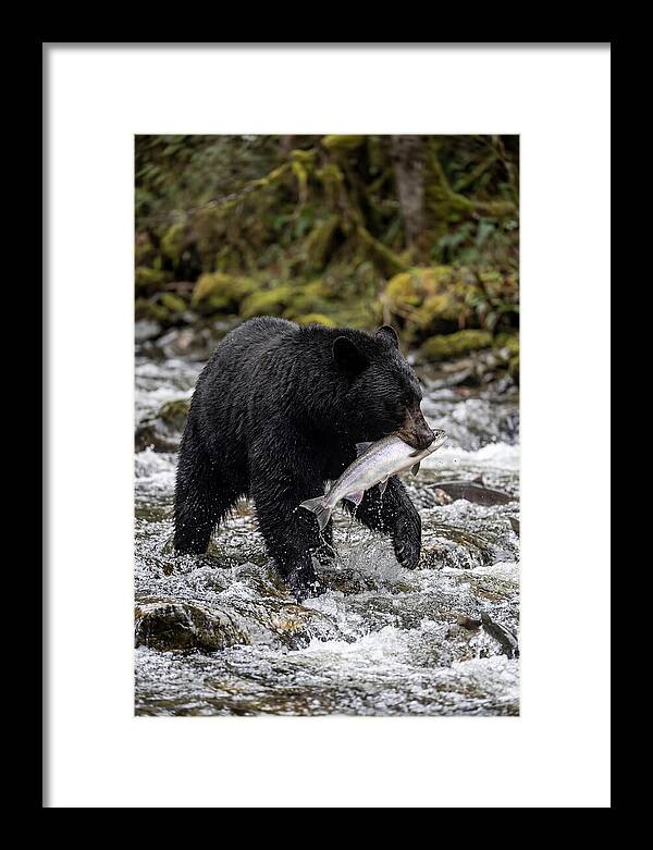 Majestic Bear By The River