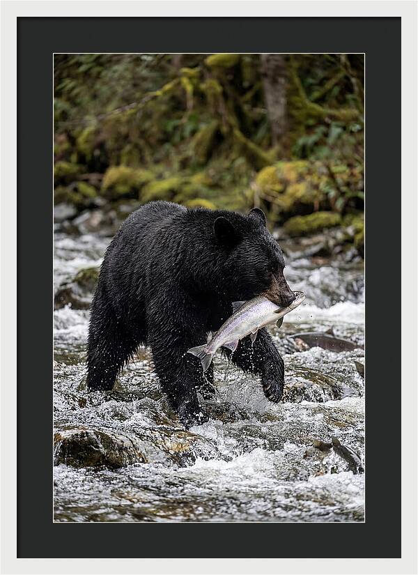 Majestic Bear By The River
