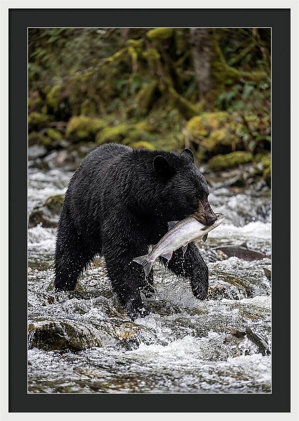 Majestic Bear By The River