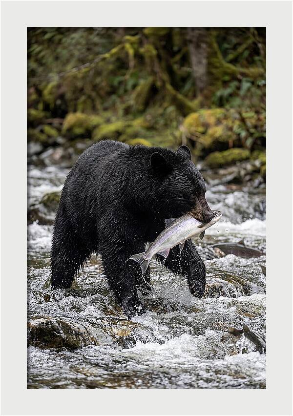 Majestic Bear By The River