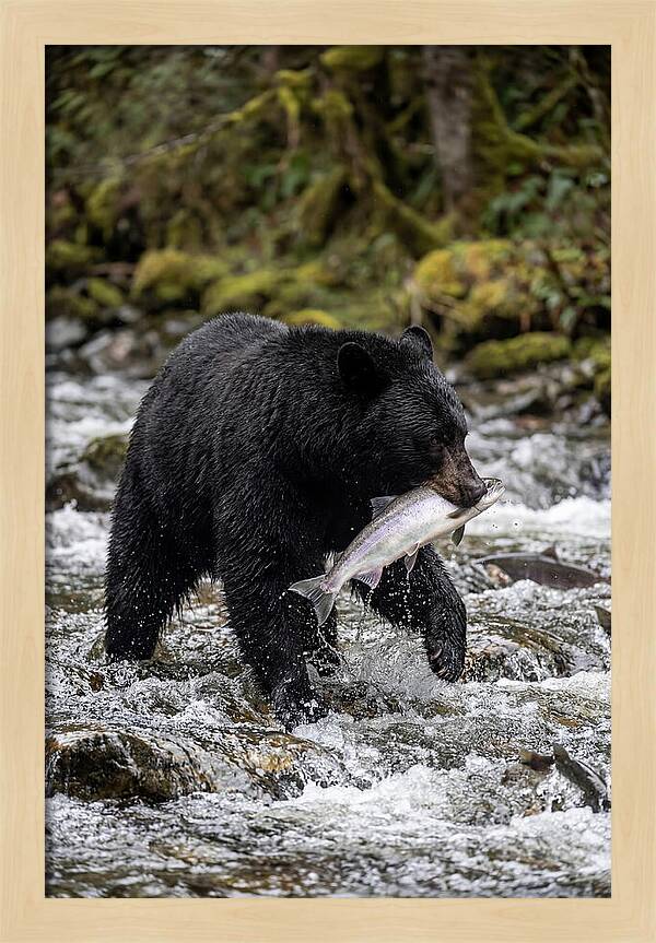 Majestic Bear By The River