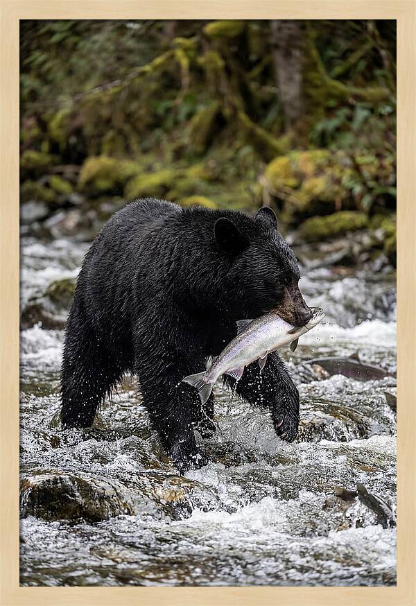 Majestic Bear By The River