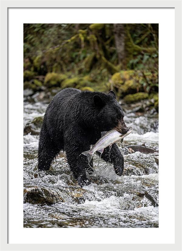 Majestic Bear By The River