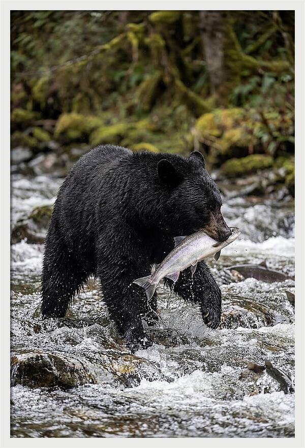 Majestic Bear By The River