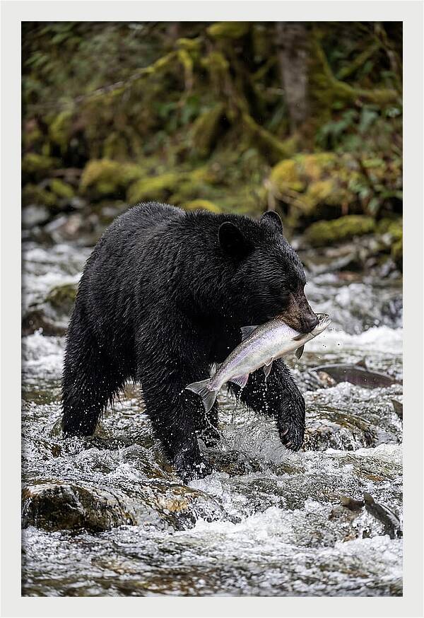 Majestic Bear By The River