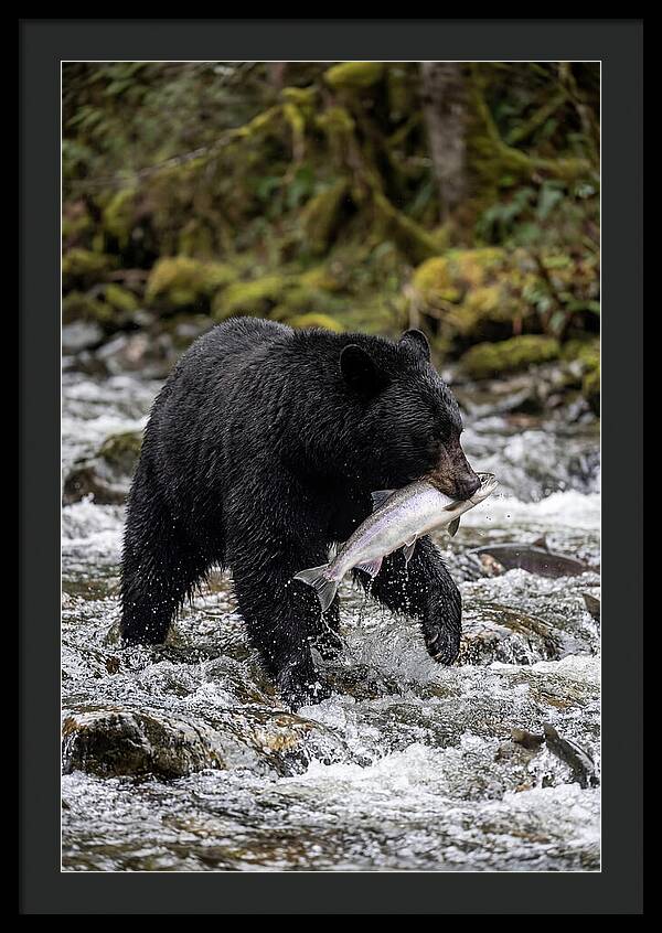 Majestic Bear By The River