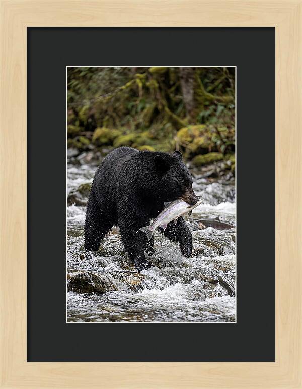 Majestic Bear By The River
