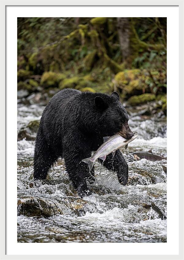 Majestic Bear By The River