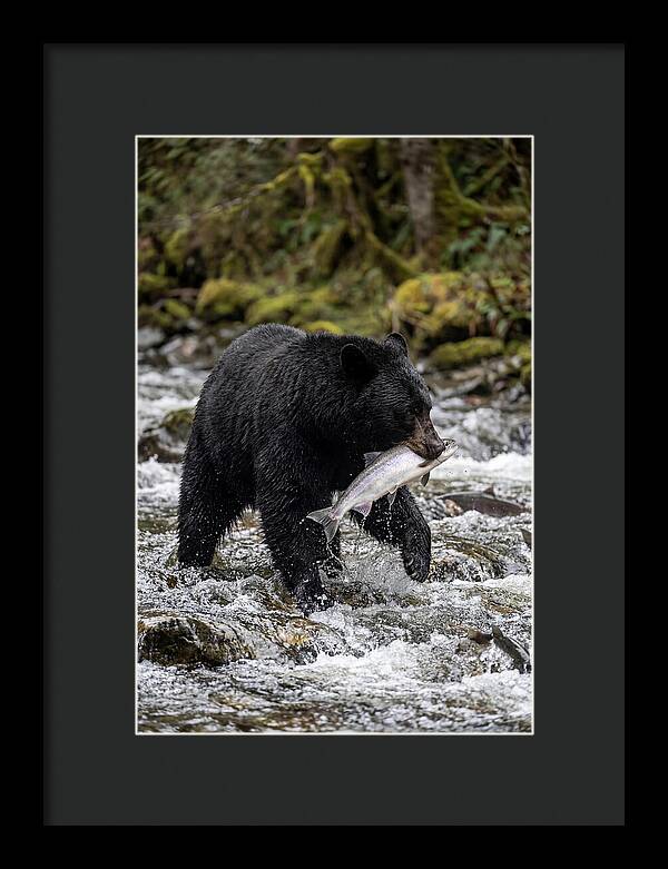 Majestic Bear By The River
