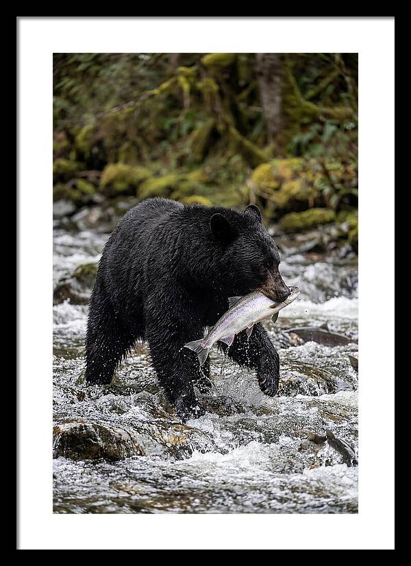 Majestic Bear By The River