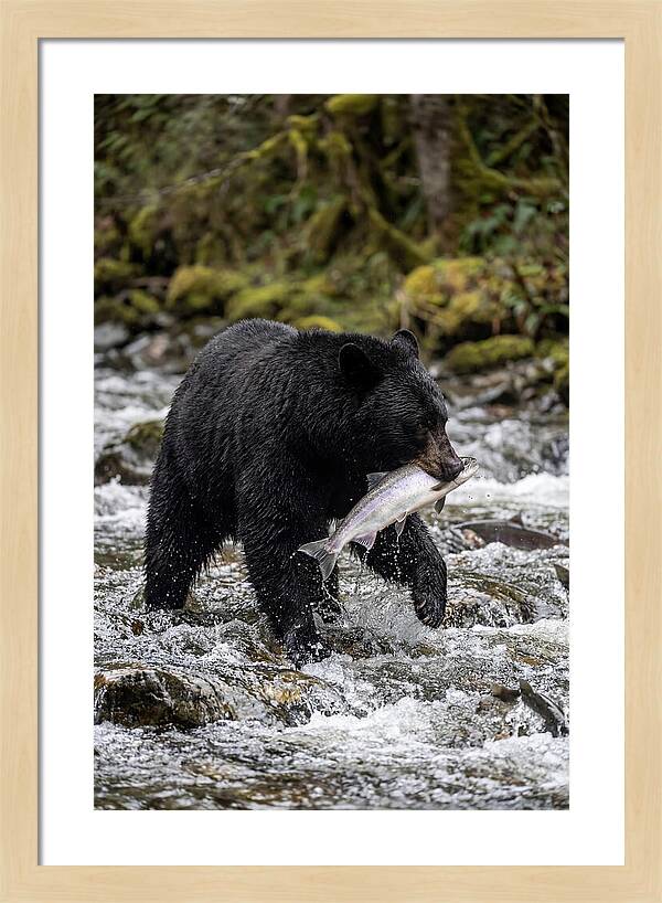 Majestic Bear By The River