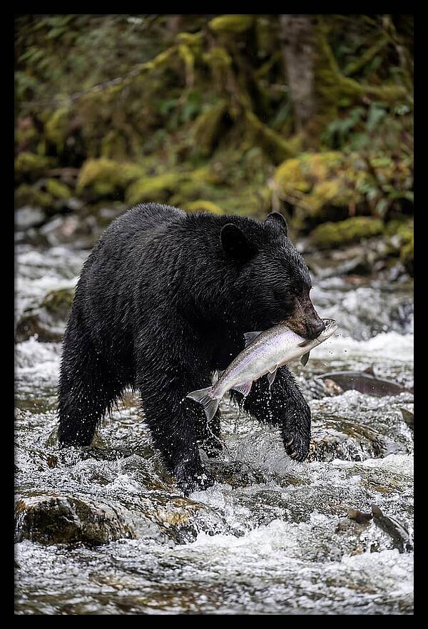 Majestic Bear By The River