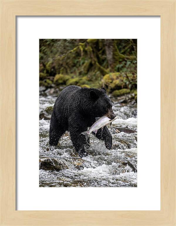 Majestic Bear By The River