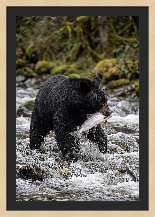 Majestic Bear By The River