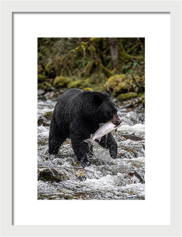 Majestic Bear By The River