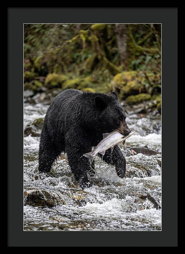 Majestic Bear By The River