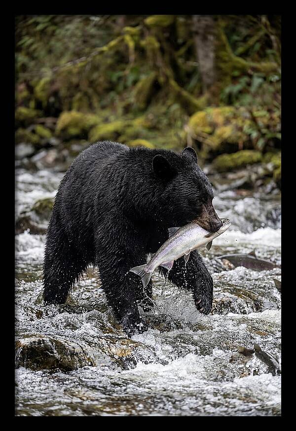 Majestic Bear By The River