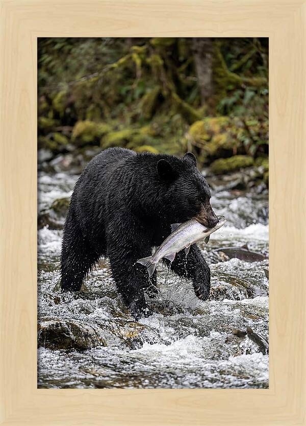 Majestic Bear By The River