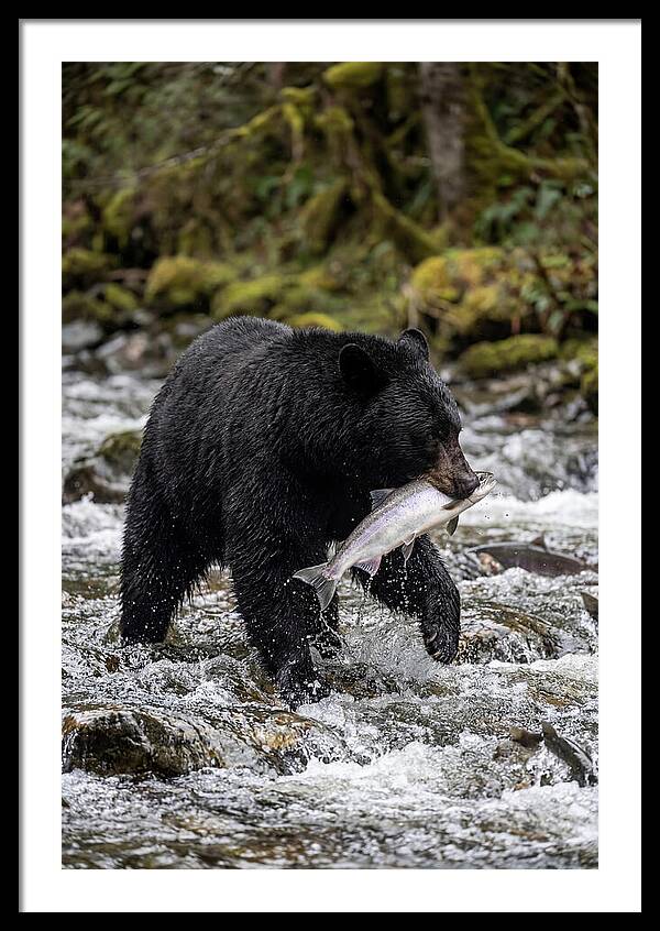Majestic Bear By The River
