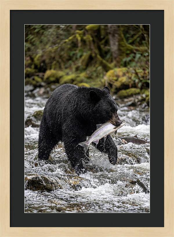 Majestic Bear By The River