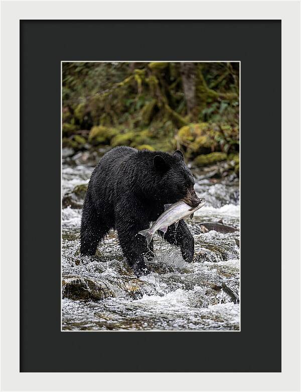 Majestic Bear By The River