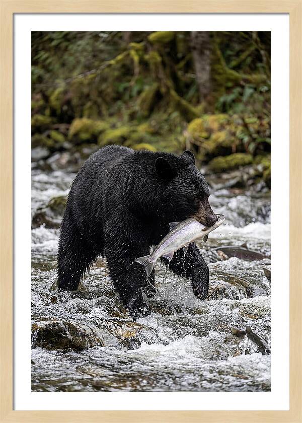 Majestic Bear By The River