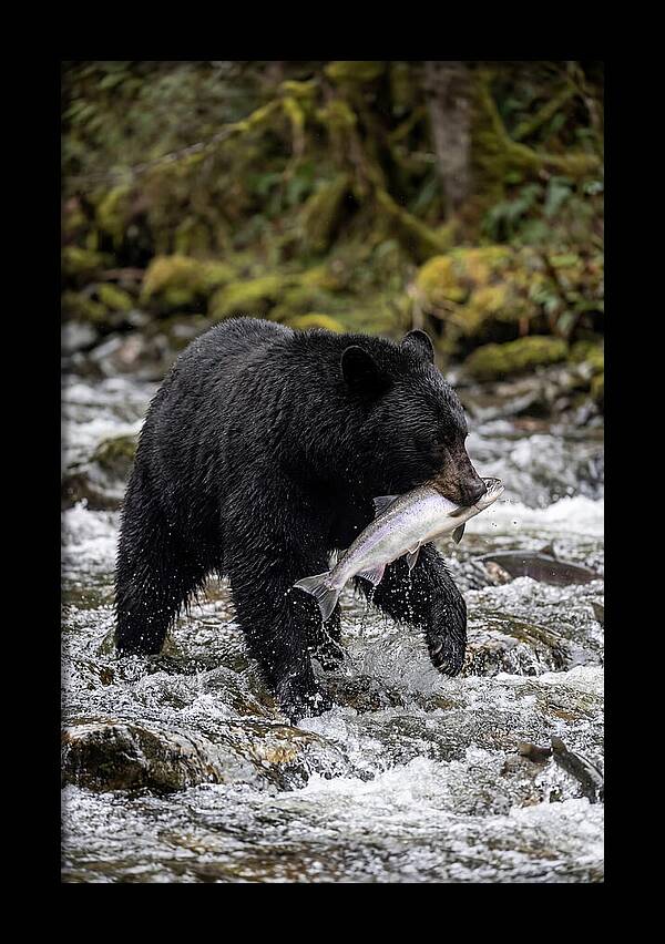 Majestic Bear By The River