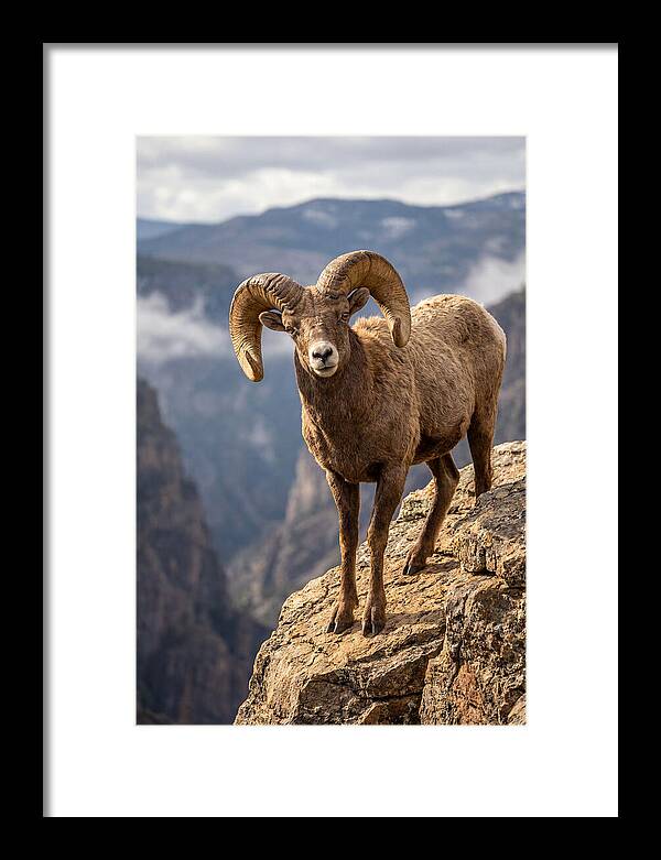Majestic Bighorn Ram On Precipice