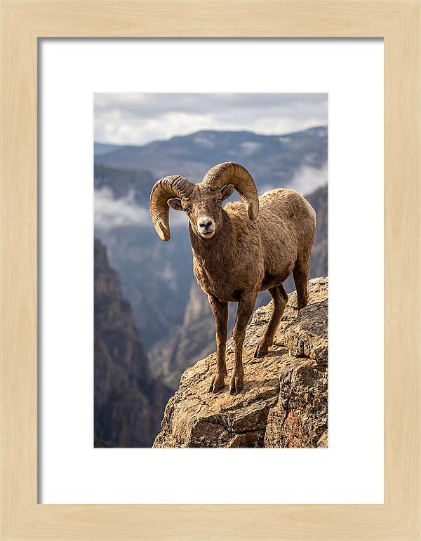 Majestic Bighorn Ram On Precipice