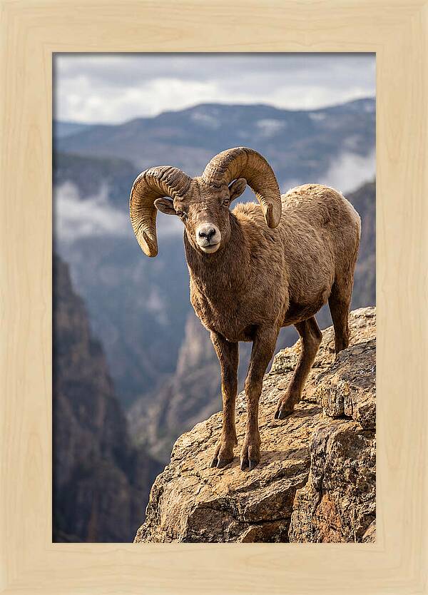 Majestic Bighorn Ram On Precipice