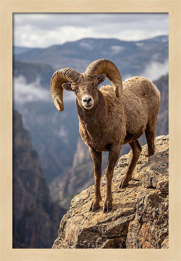 Majestic Bighorn Ram On Precipice