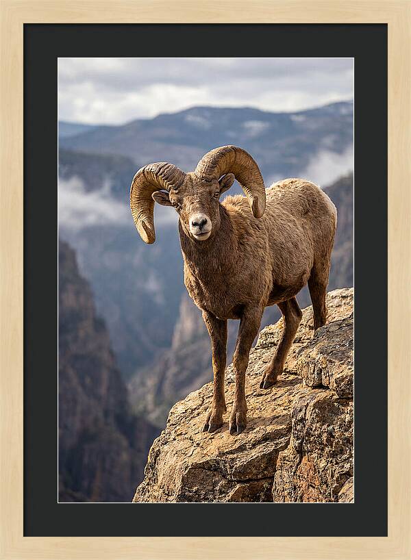 Majestic Bighorn Ram On Precipice