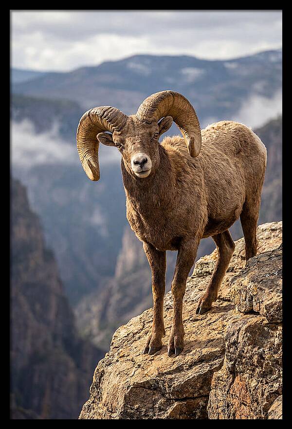 Majestic Bighorn Ram On Precipice