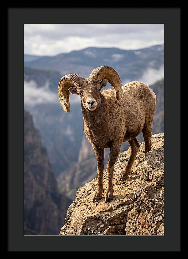Majestic Bighorn Ram On Precipice