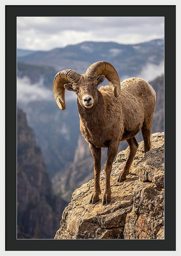 Majestic Bighorn Ram On Precipice