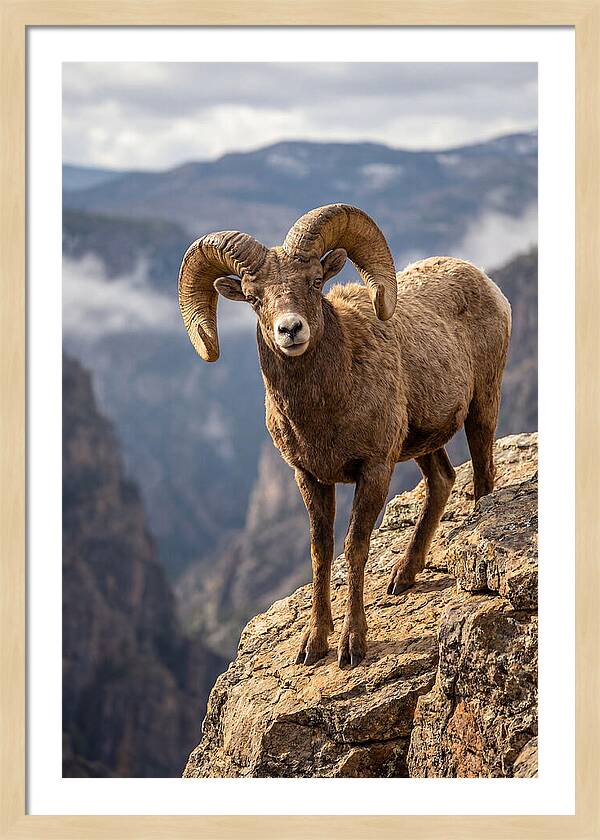 Majestic Bighorn Ram On Precipice